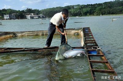 日本核污水入海沖擊全球水產，內陸水產養殖或將迎來機遇與挑戰